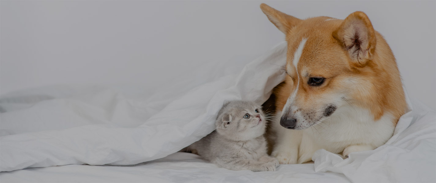Telepathische Tierkommunikation zwischen Mensch und Tier - tierkommunikation-seelenfreunde.de
