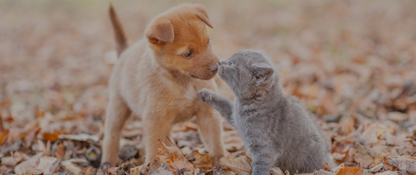 Telepathische Tierkommunikation zwischen Mensch und Tier - tierkommunikation-seelenfreunde.de