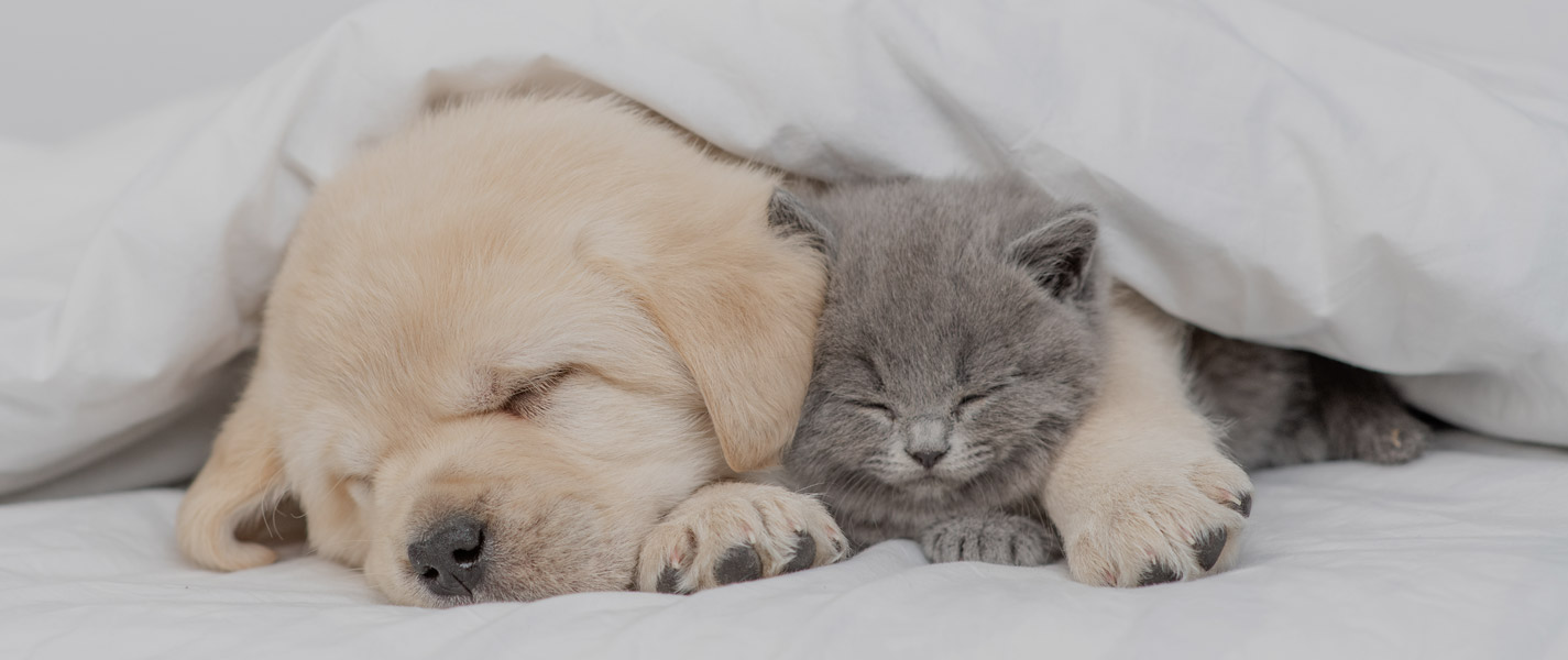 Telepathische Tierkommunikation zwischen Mensch und Tier - tierkommunikation-seelenfreunde.de